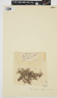 Corallina officinalis image