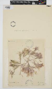 Corallina officinalis image
