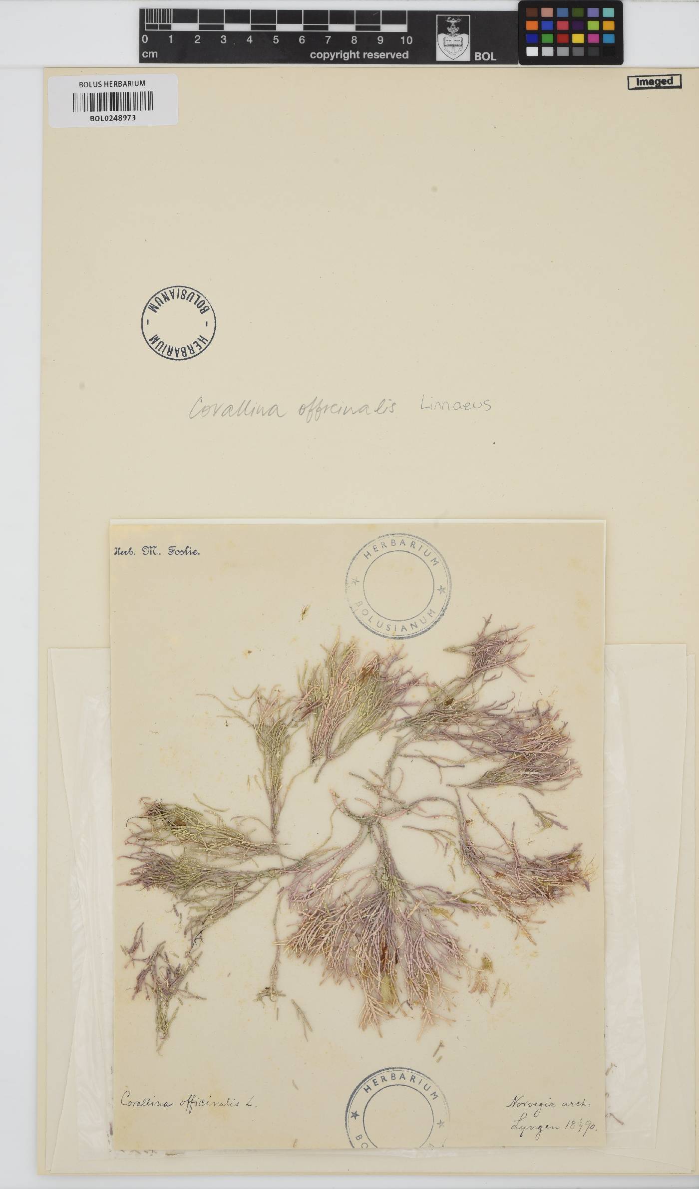 Corallina image