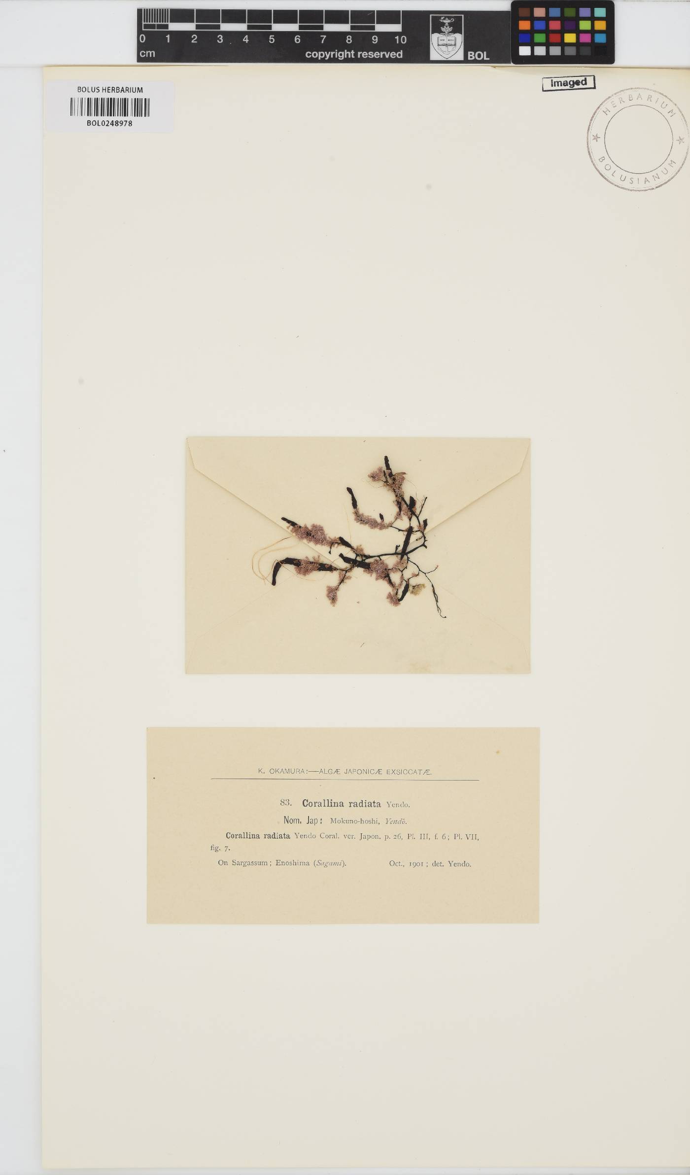 Metagoniolithon radiatum image