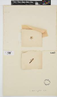 Jania ungulata image