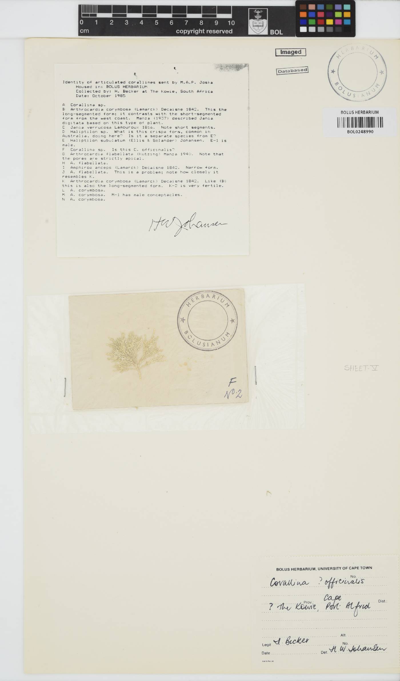 Corallina image