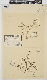 Image of Gracilaria minor