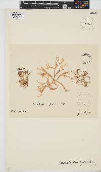 Gracilaria salicornia image