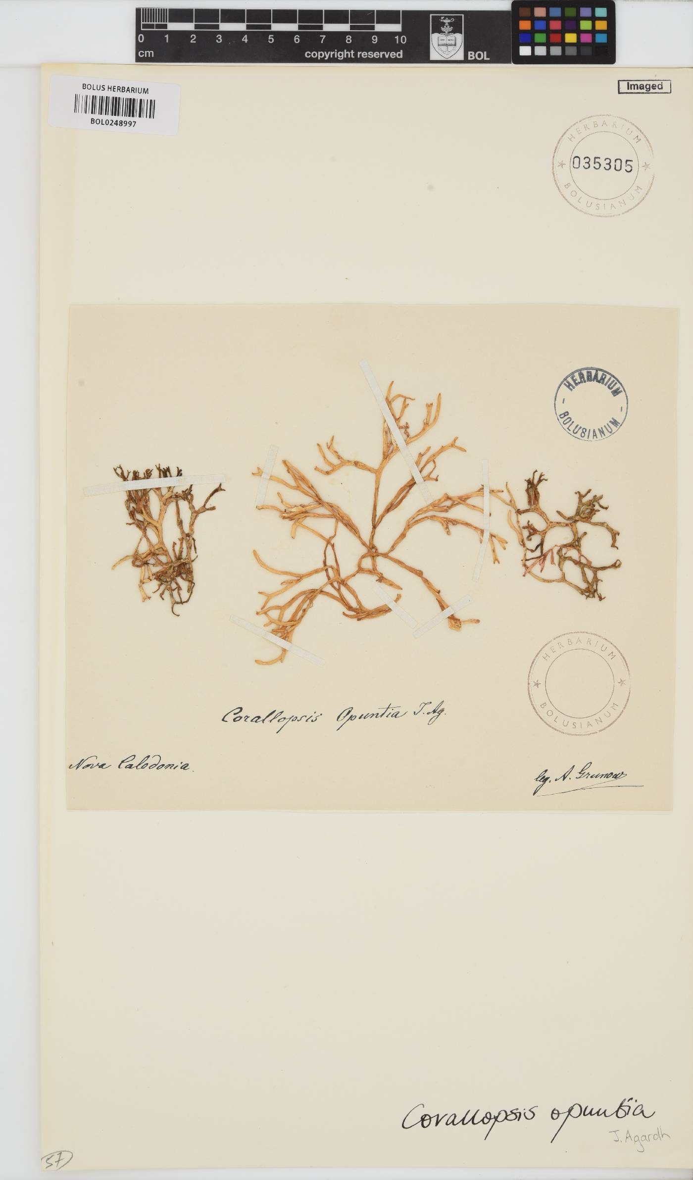 Gracilaria salicornia image