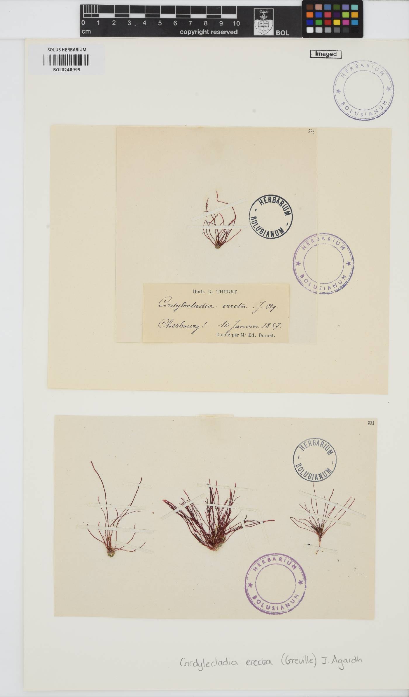 Cordylecladia erecta image