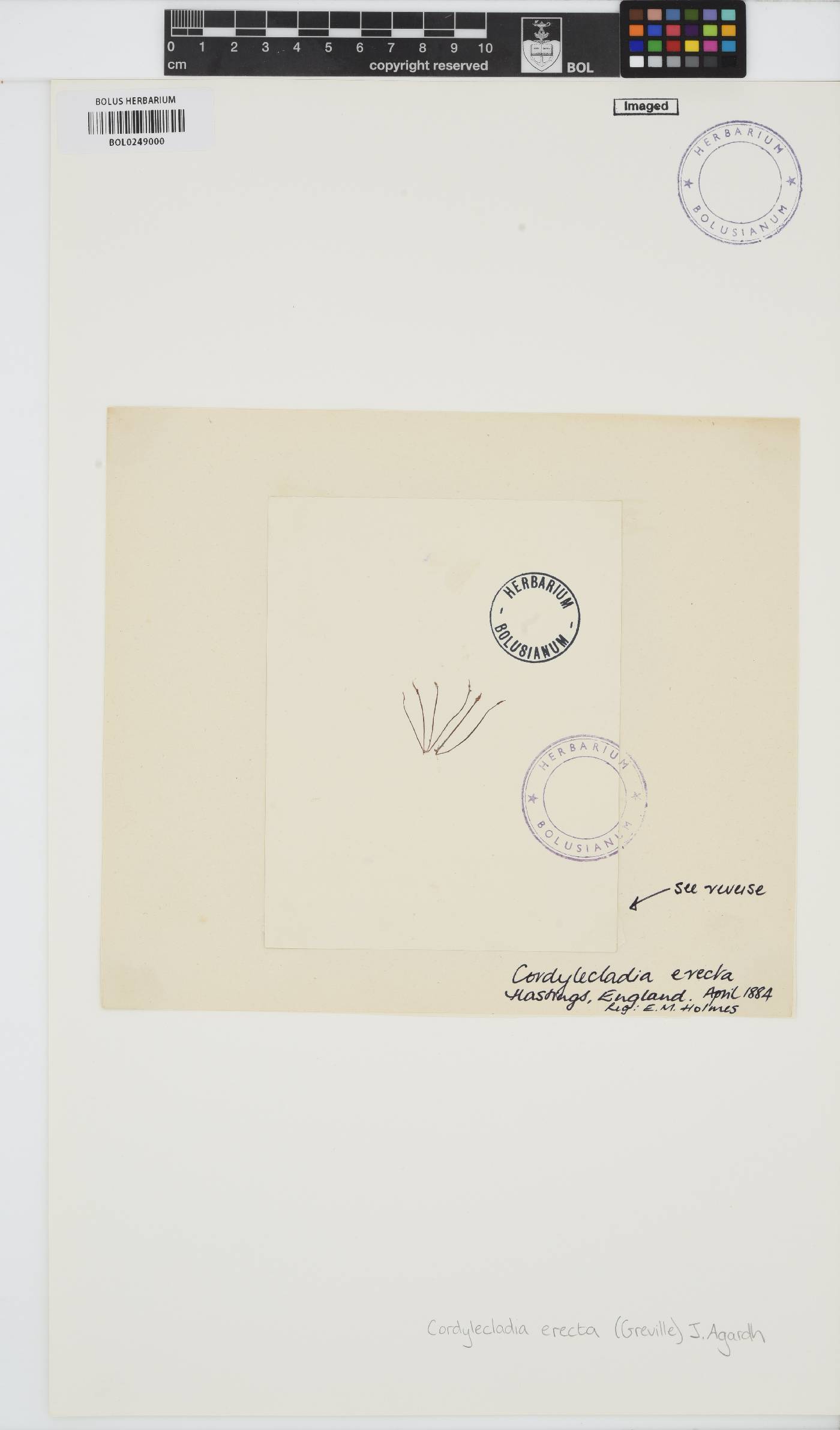 Cordylecladia erecta image