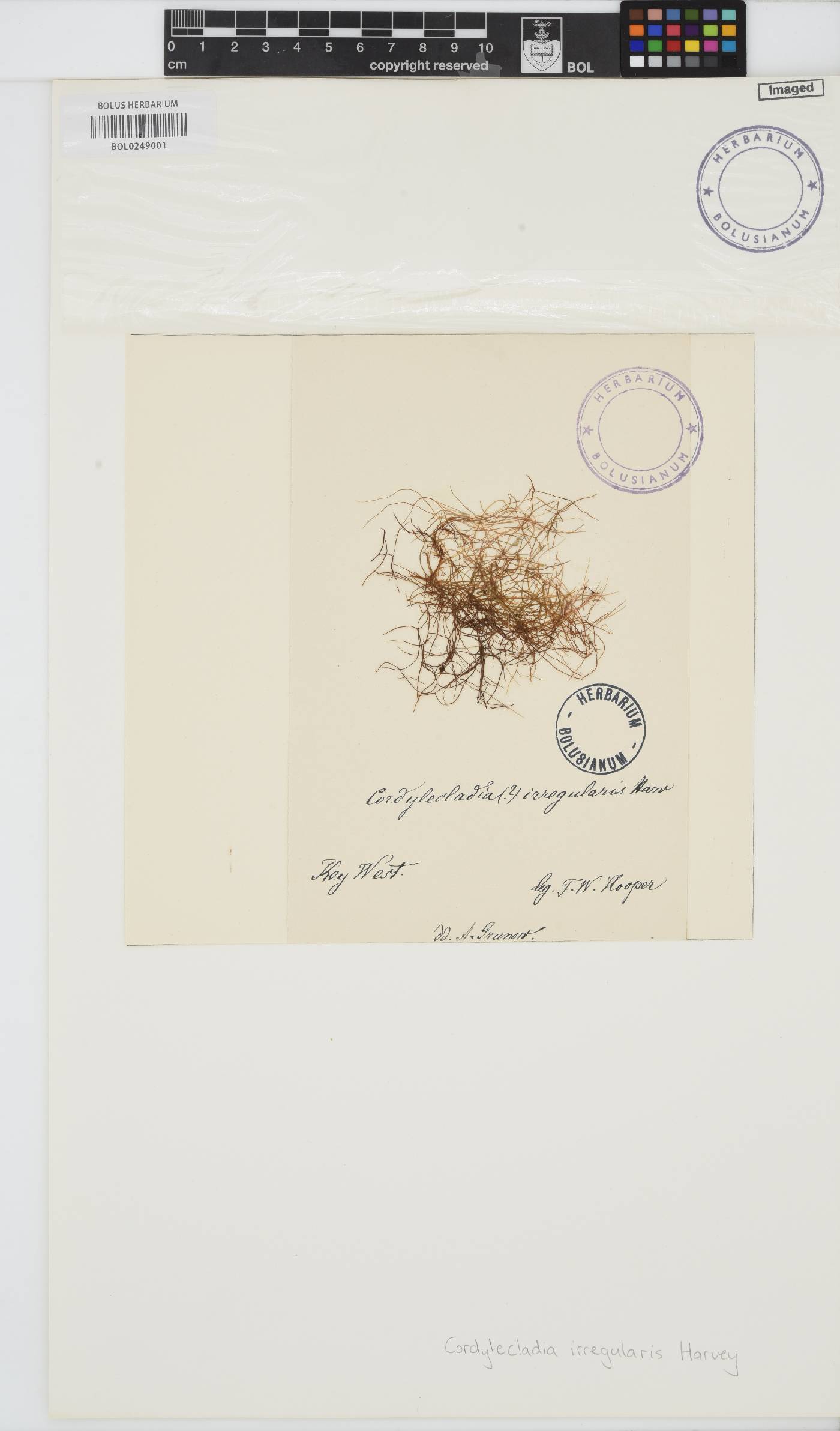Coelothrix irregularis image