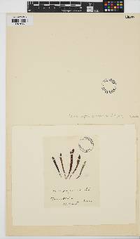 Image of Corynomorpha prismatica