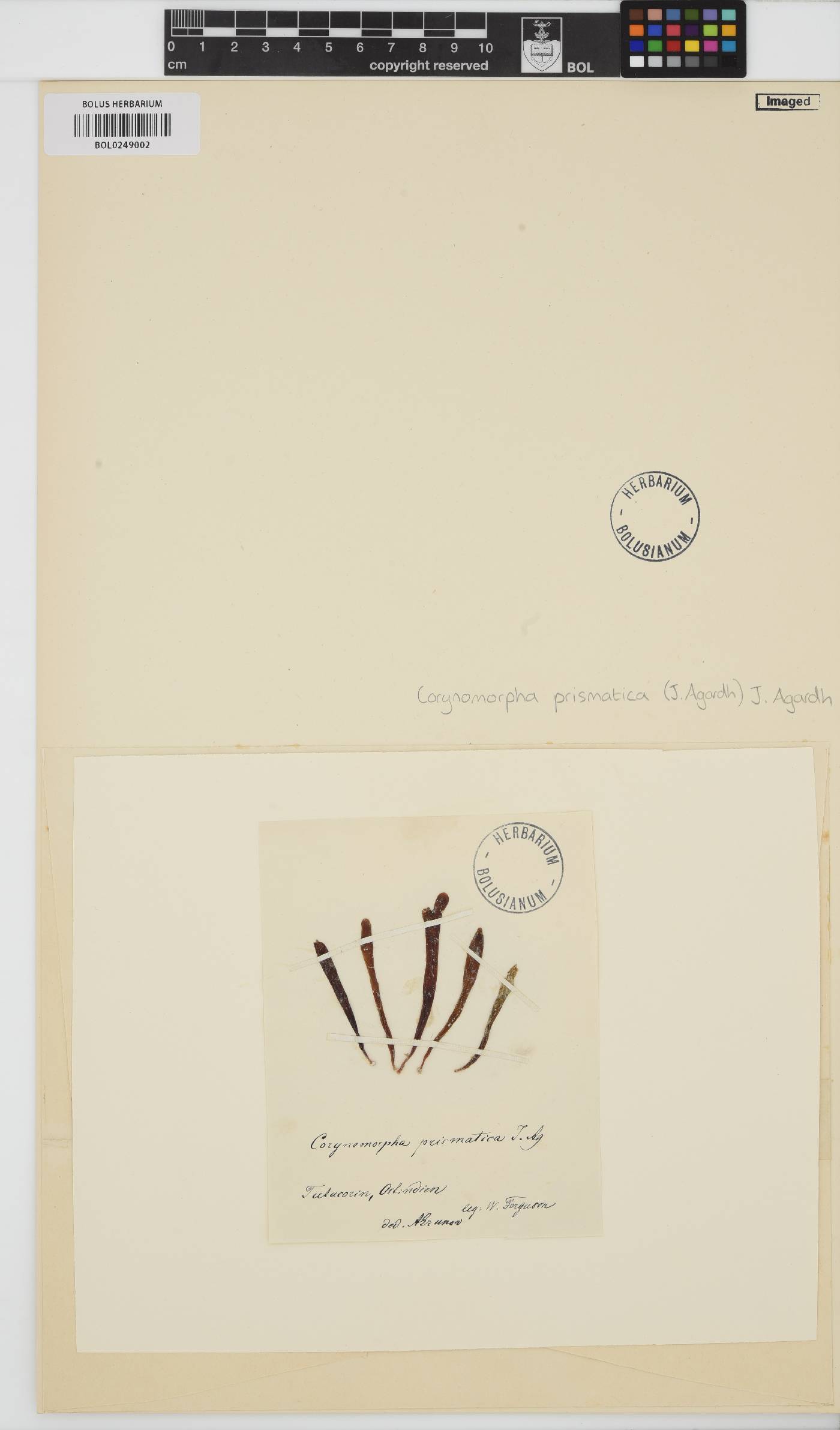 Corynomorpha prismatica image