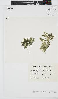 Image of Craspedocarpus ramentaceus