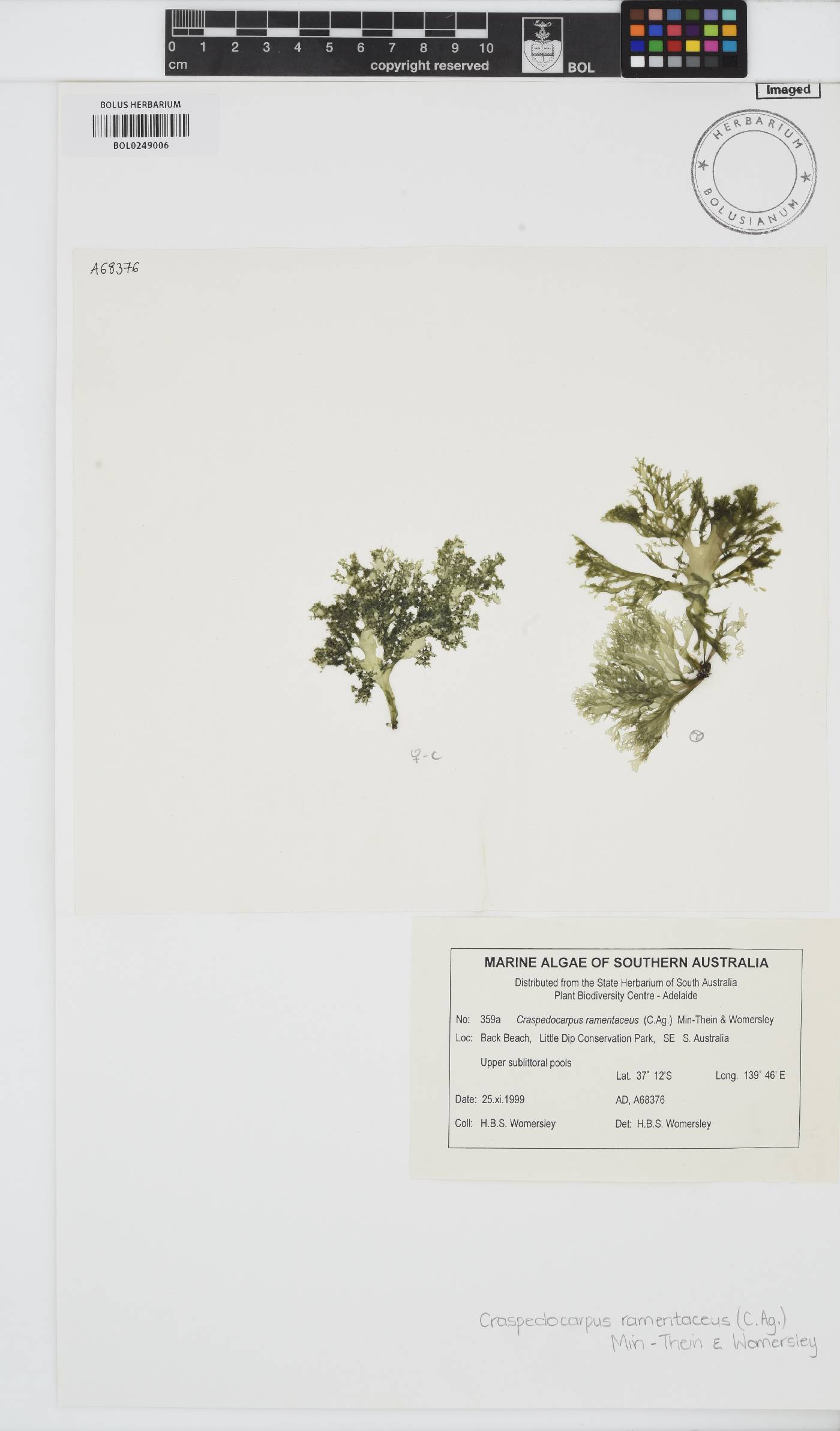 Craspedocarpus ramentaceus image