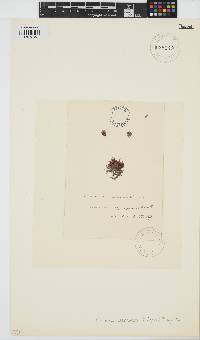 Crouania attenuata image