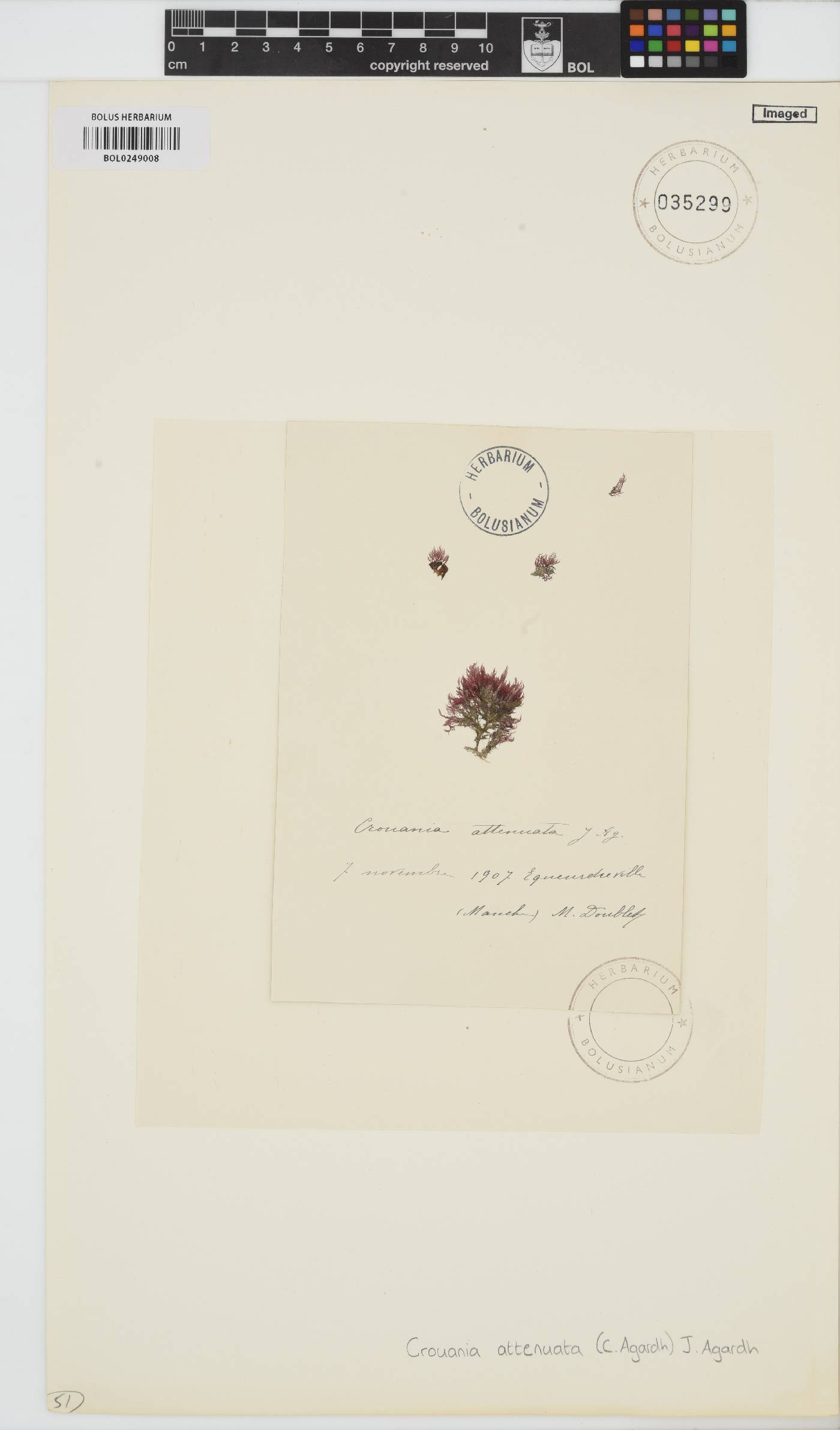 Crouania image