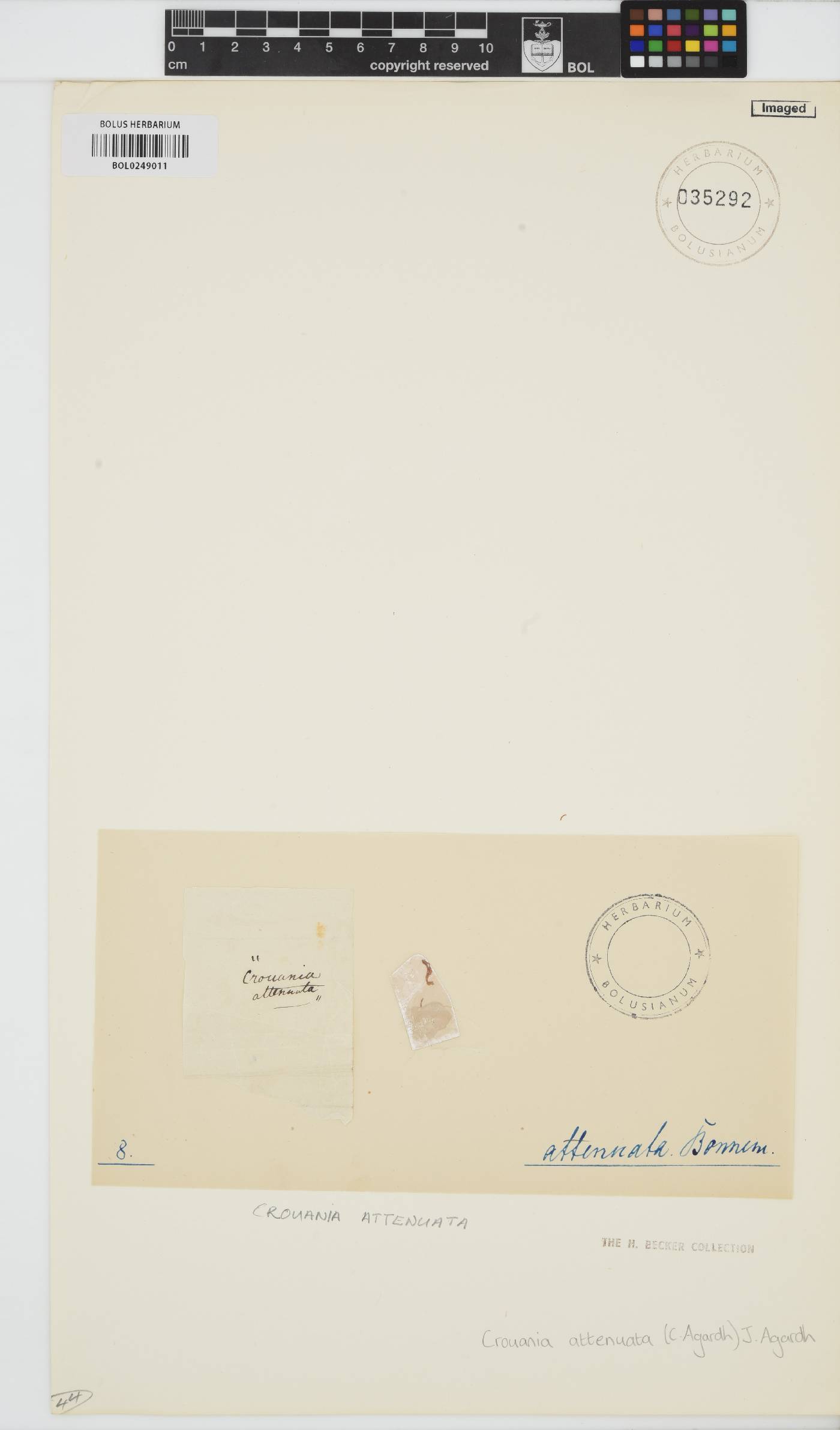 Crouania attenuata image