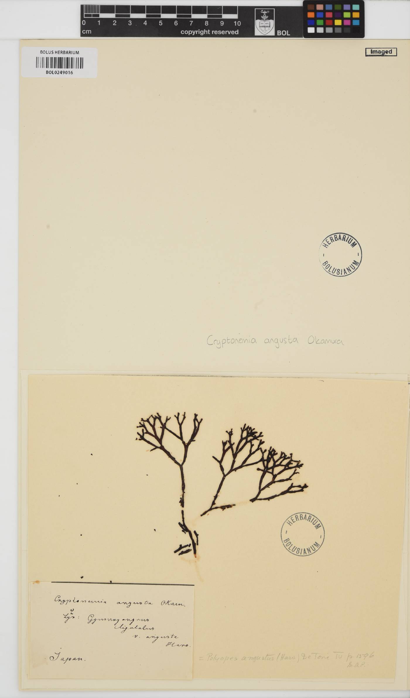Grateloupia angusta image