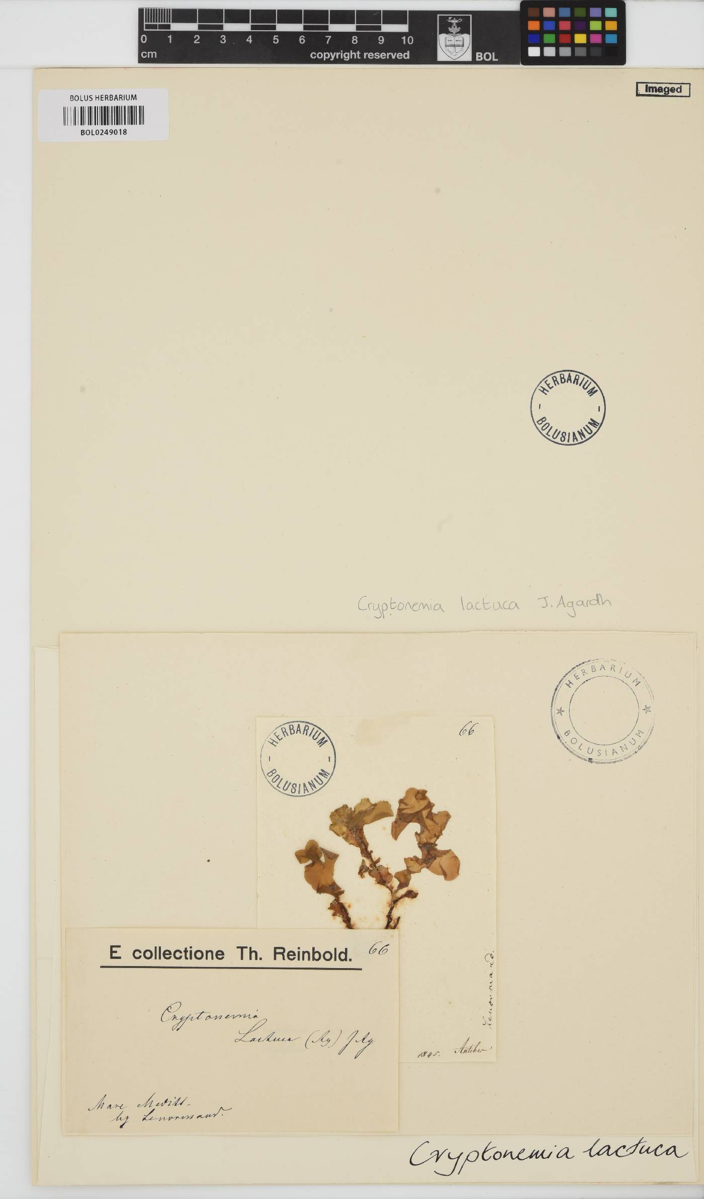 Cryptonemia palmetta image