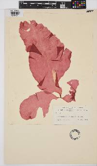 Image of Cryptonemia latissima