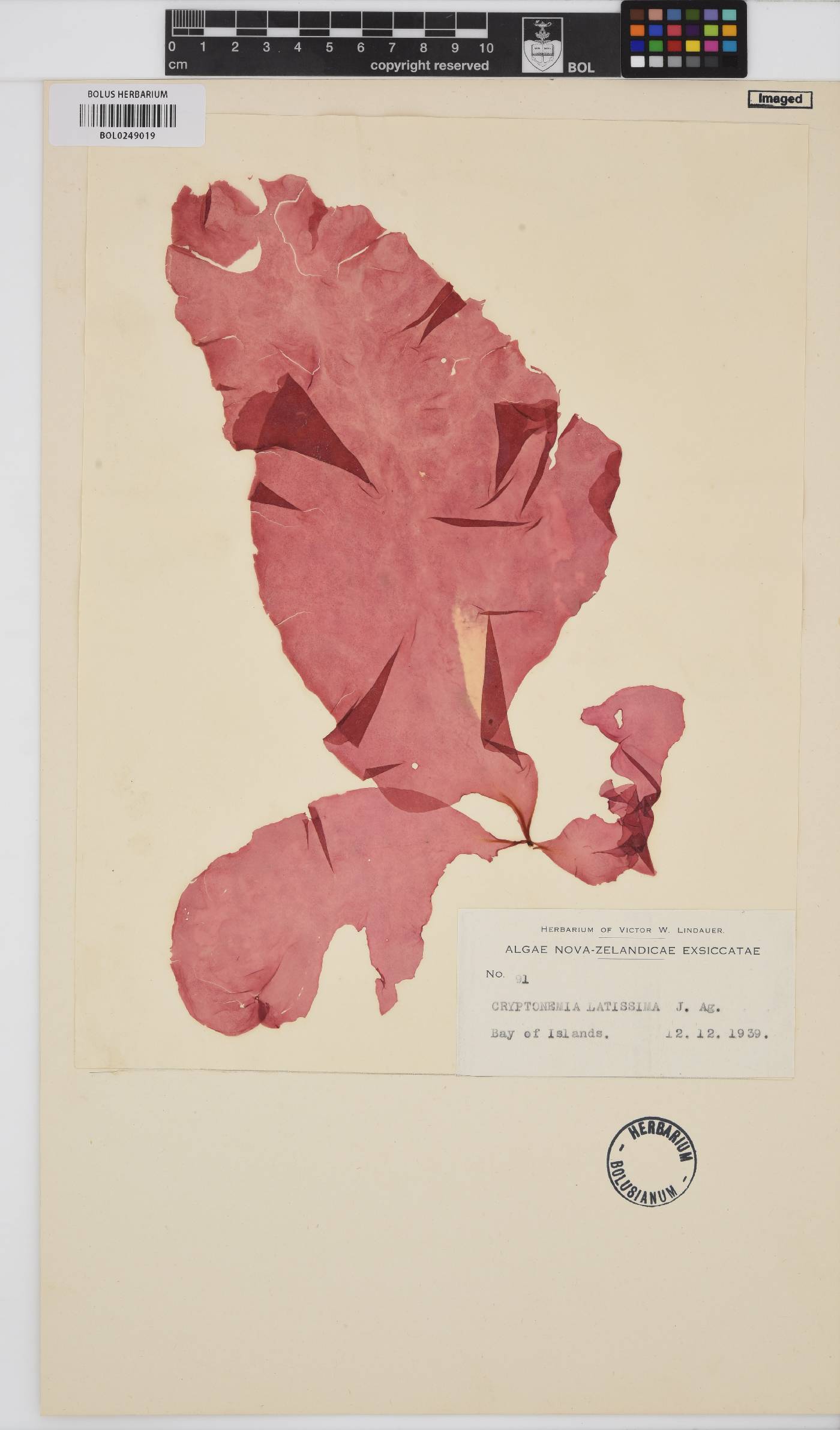 Cryptonemia latissima image