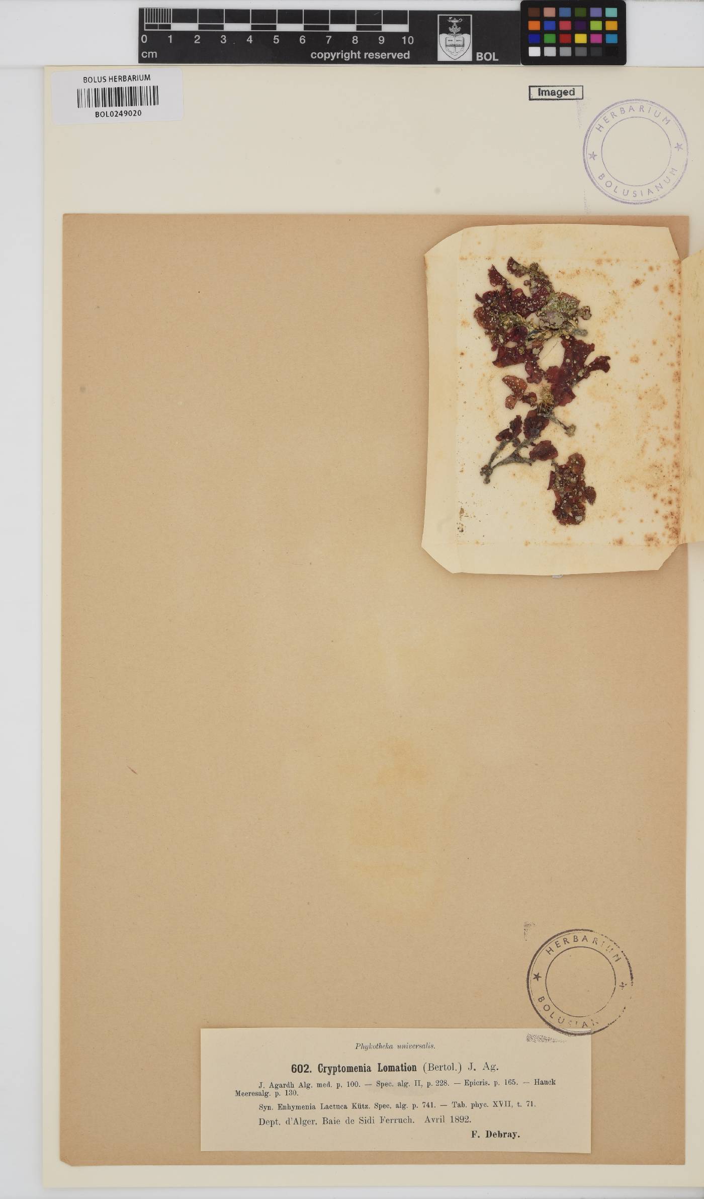 Cryptonemia palmetta image