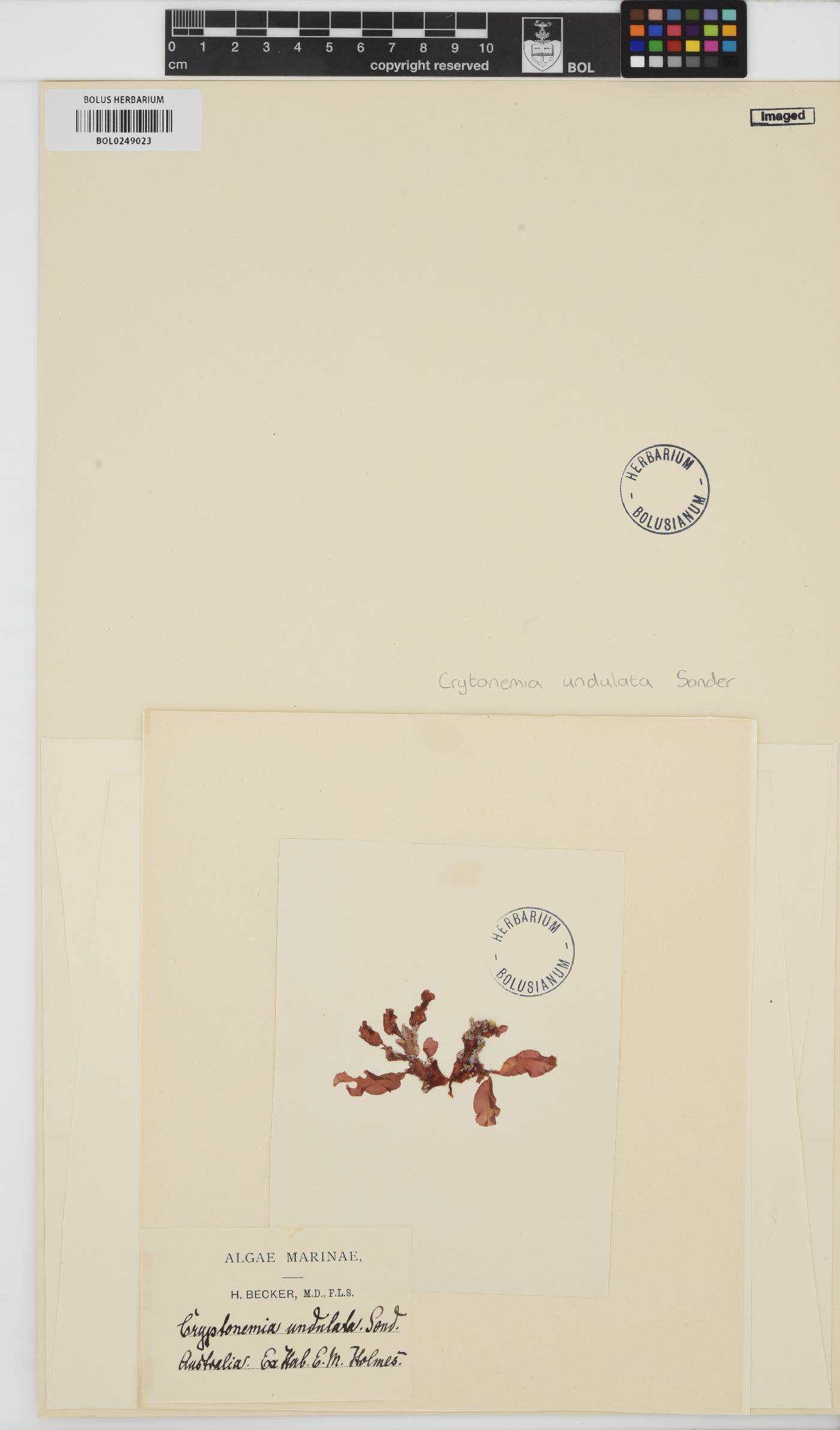 Cryptonemia undulata image