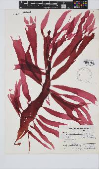 Cryptonemia natalensis image