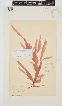 Cryptonemia natalensis image