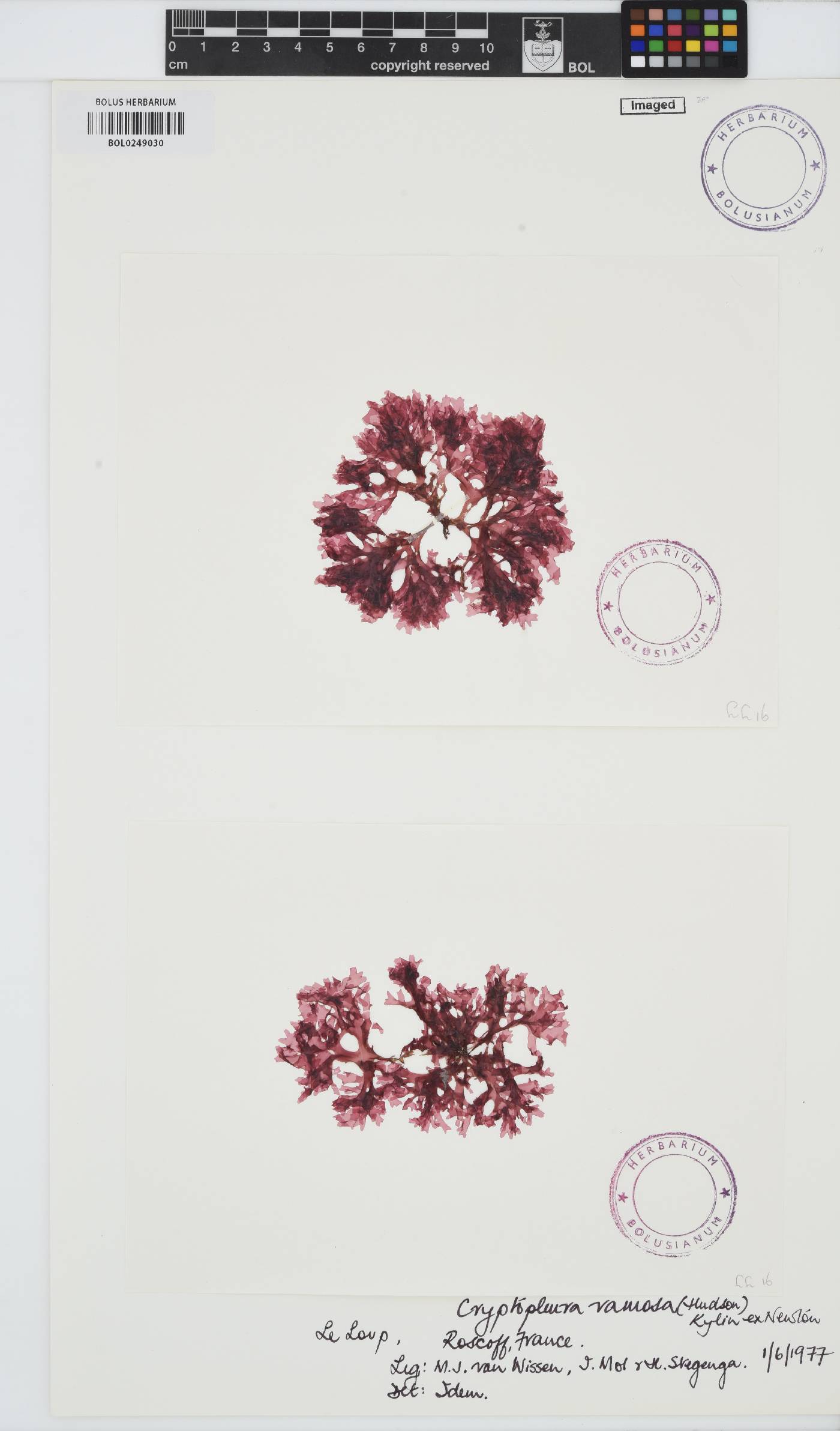 Cryptopleura ramosa image