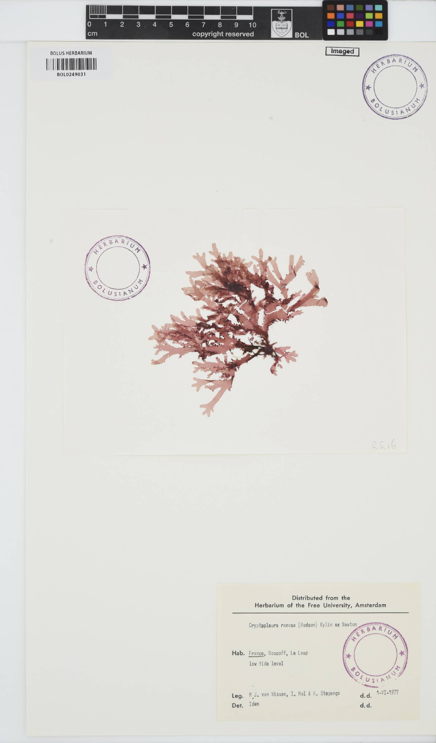 Cryptopleura ramosa image