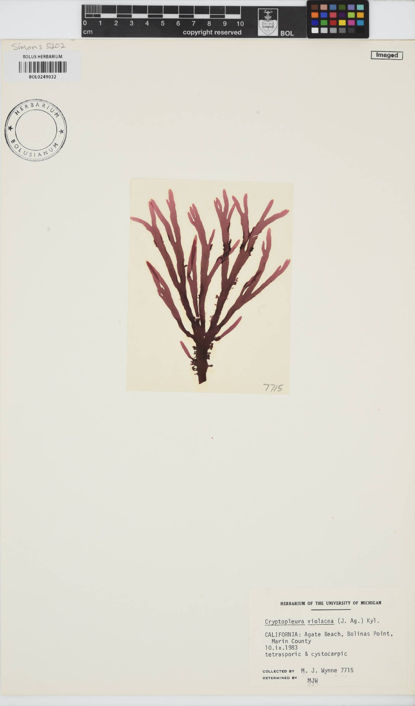 Cryptopleura violacea image