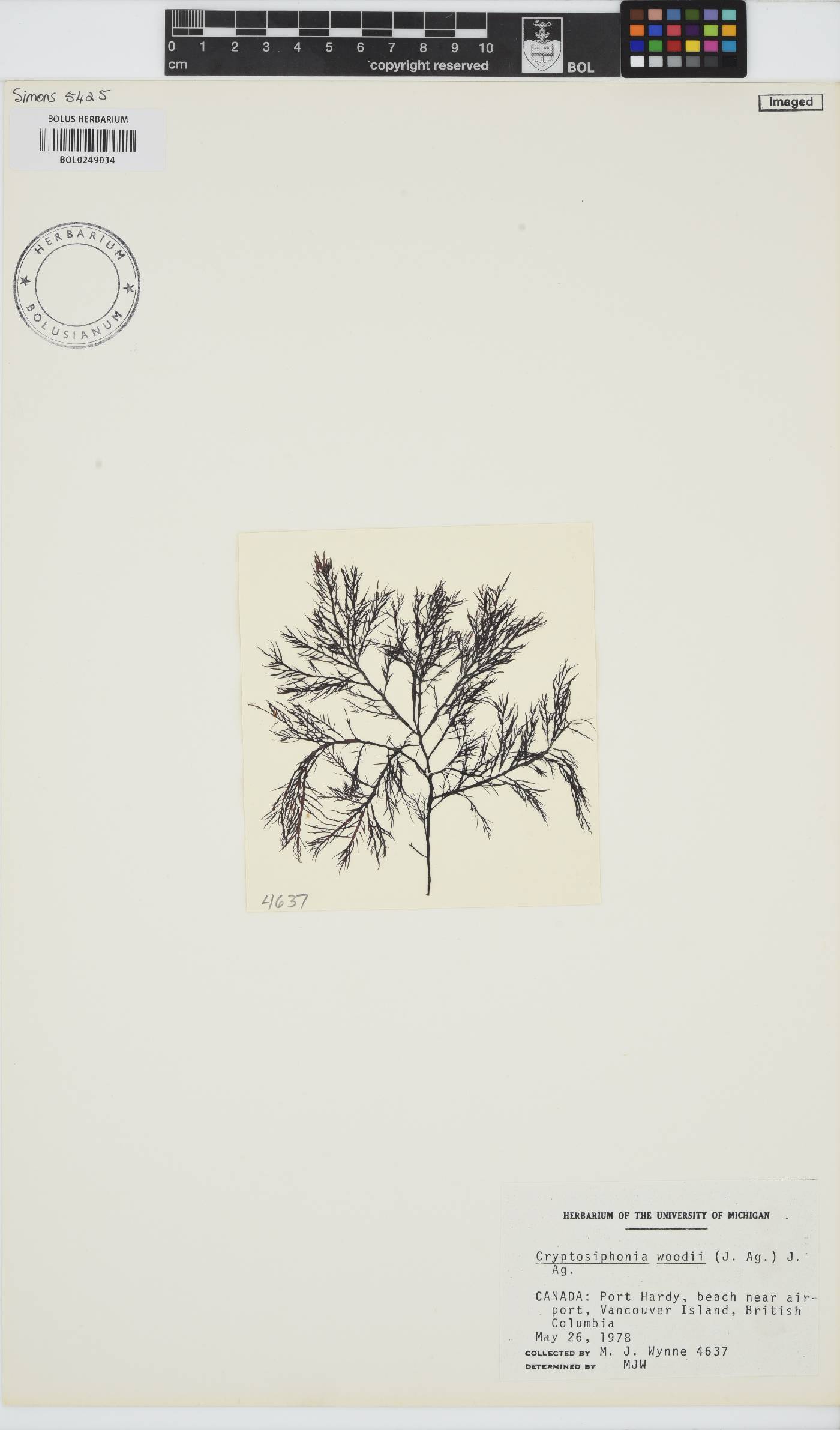 Cryptosiphonia woodii image