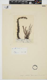 Image of Cumagloia andersonii