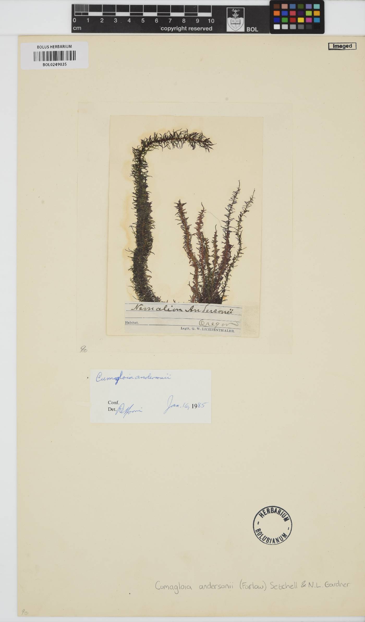 Cumagloia andersonii image
