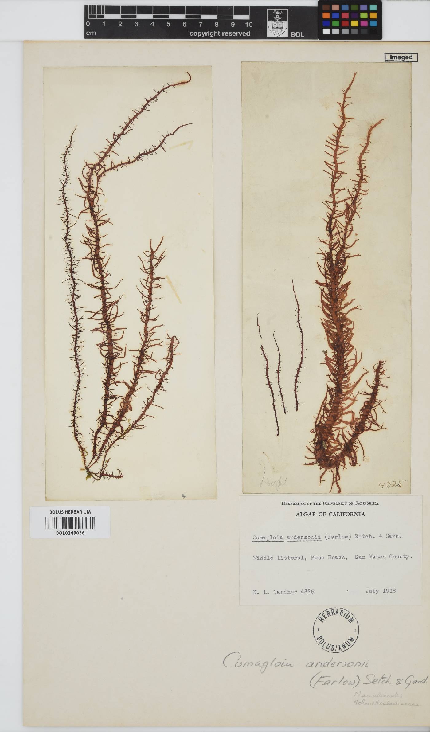 Cumagloia image