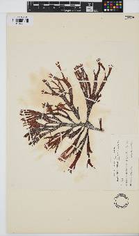 Image of Curdiea coriacea