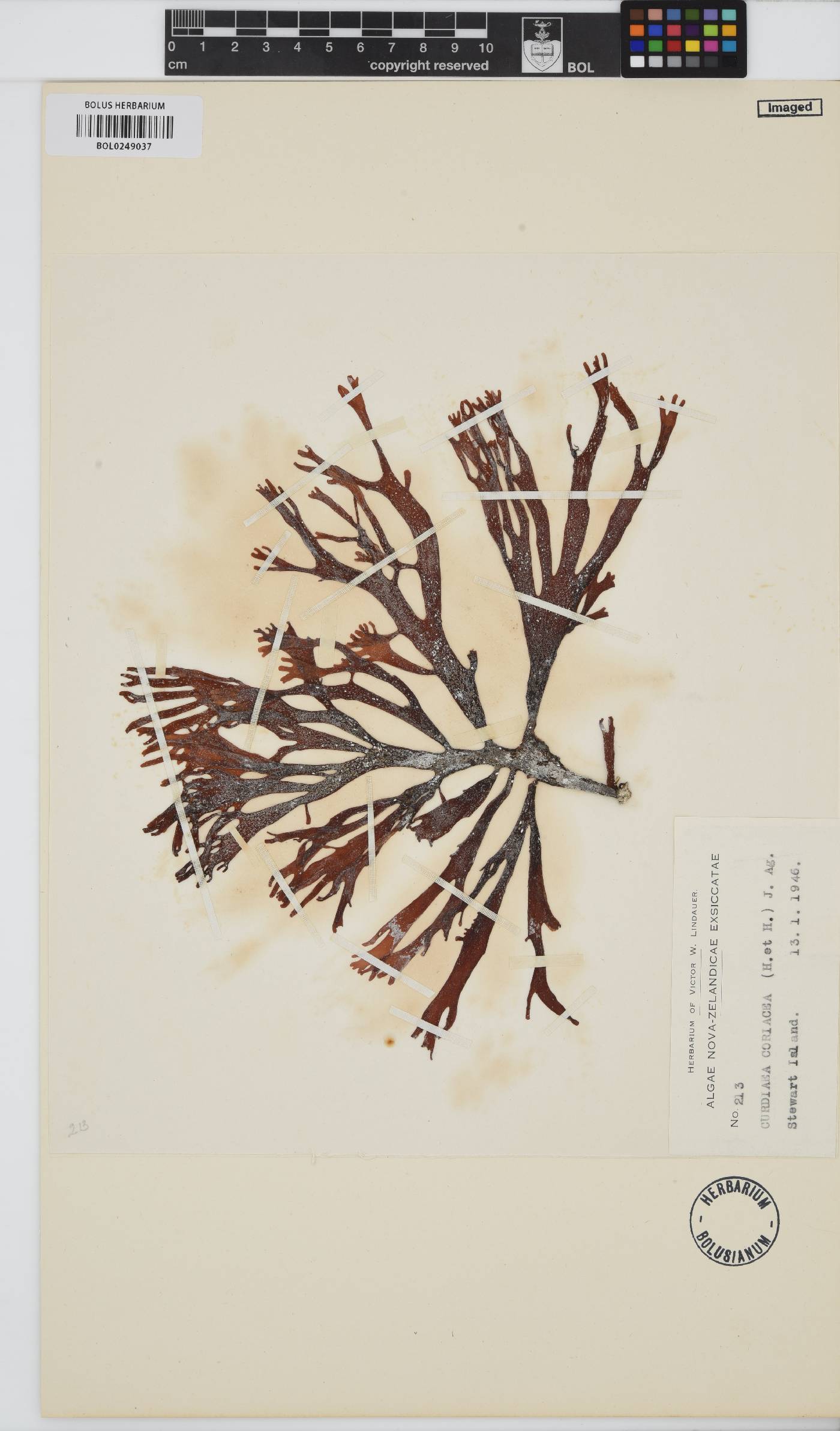 Curdiea coriacea image