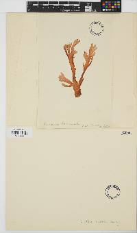 Image of Curdiea angustata
