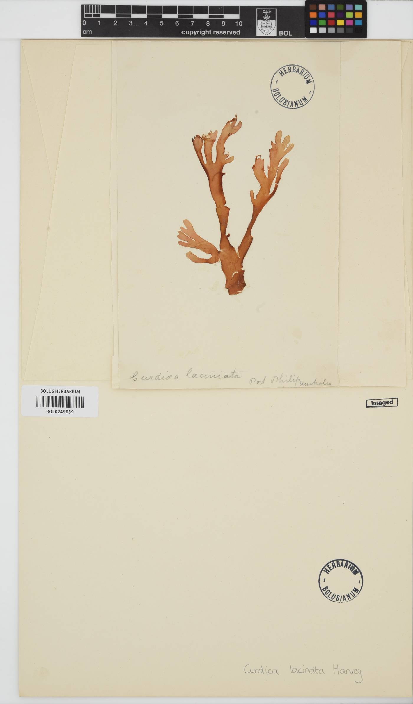Curdiea angustata image