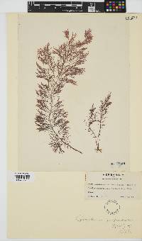 Image of Cystoclonium purpureum