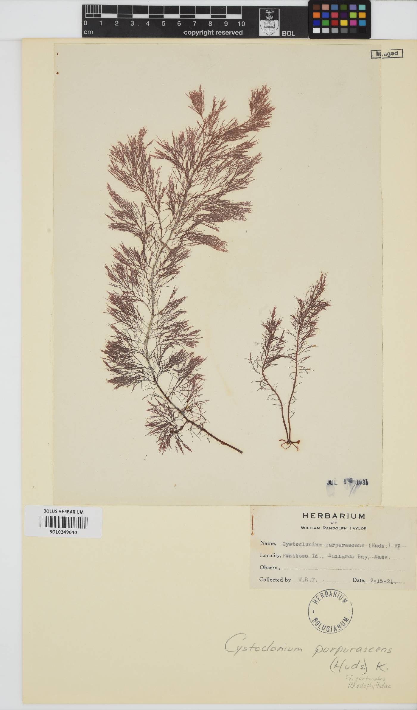 Cystoclonium purpureum image