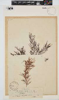 Cystoclonium purpureum image