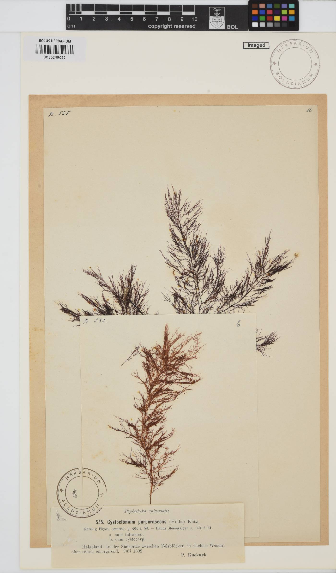 Cystoclonium purpureum image