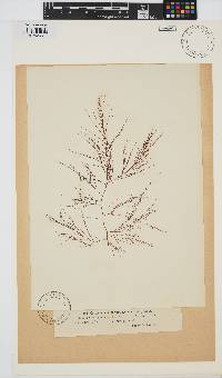 Cystoclonium purpureum image