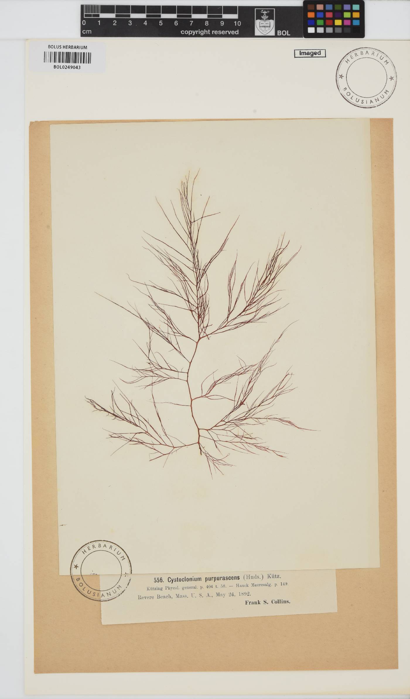 Cystoclonium purpureum image
