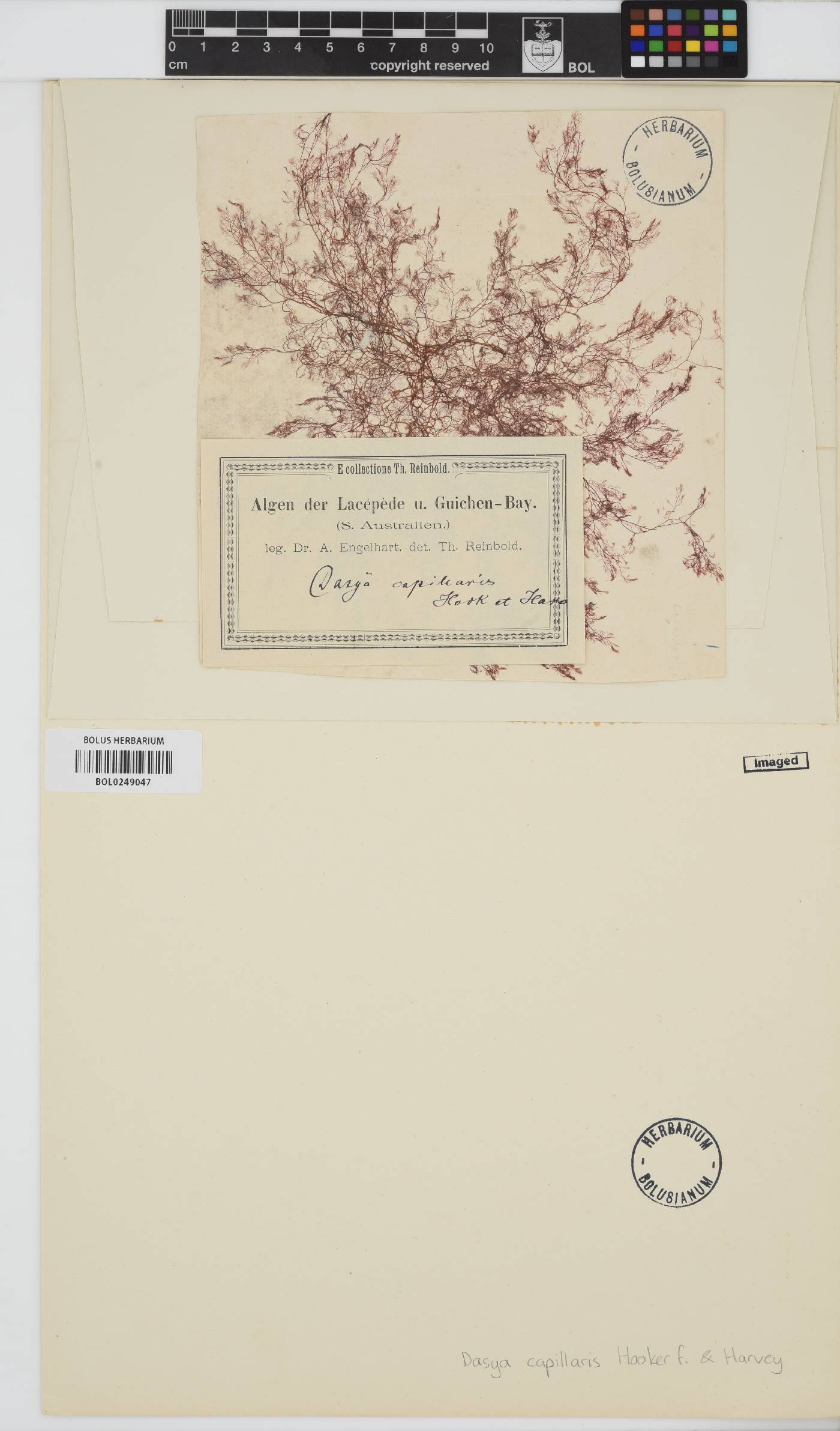 Dasya capillaris image