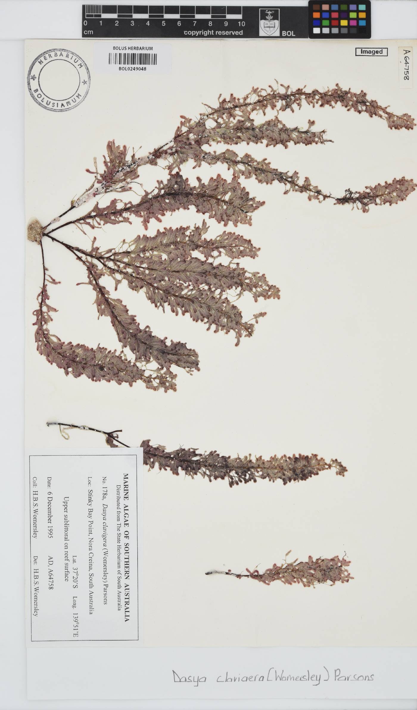 Dasysiphonia clavigera image
