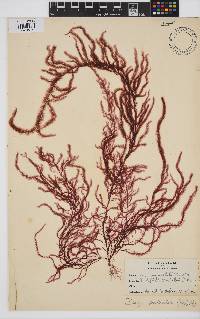 Dasya pedicellata image