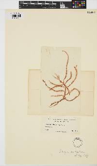 Dasya pedicellata image