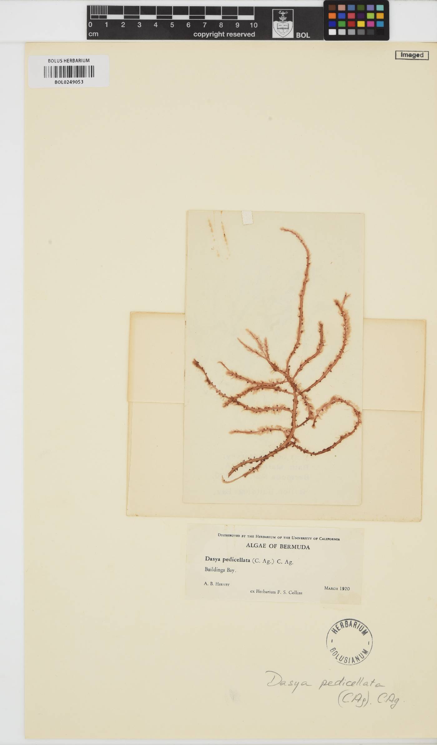 Dasya pedicellata image