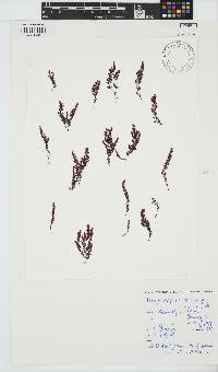 Dasya scoparia image